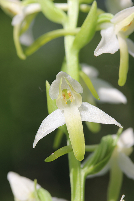 Lesser Butterfly Orchid Flower