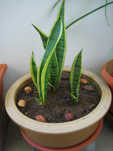 potted Snake Plant