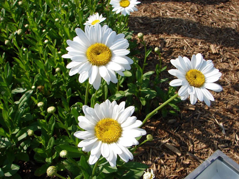 Ohio shasta daisies