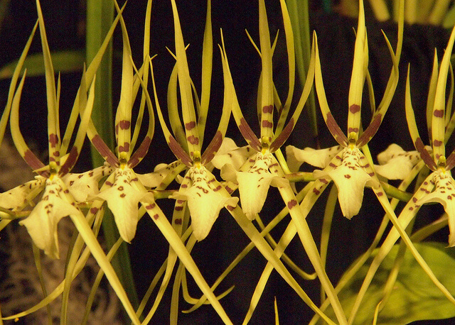 Oncidium Brassia Orchid Flowers