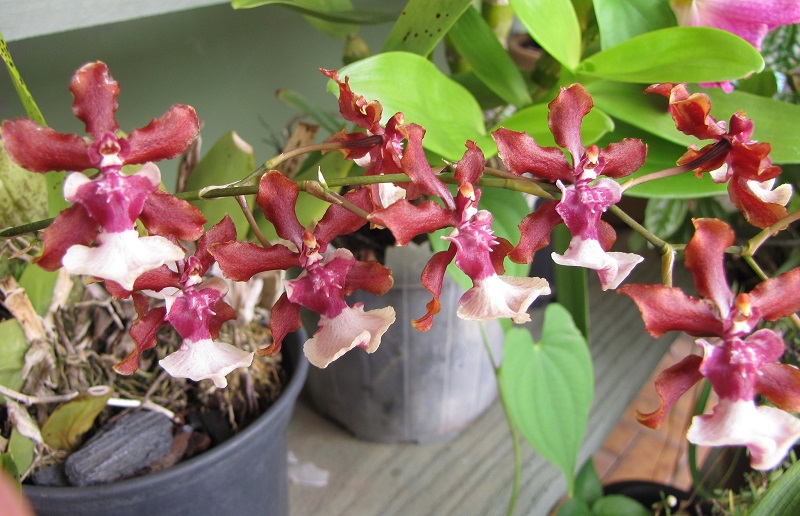Oncidium Sharry Baby orchid