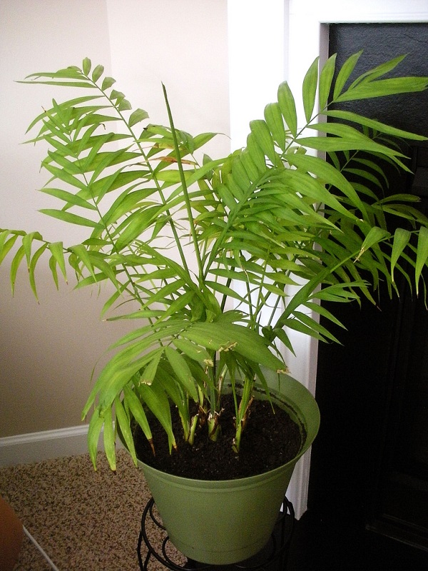 Parlor Palm plant