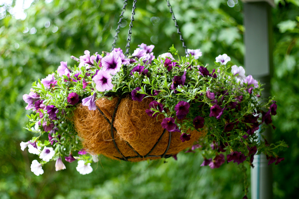 Petunia Hanging Basket