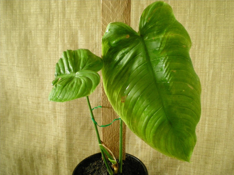 Philodendron Tenue