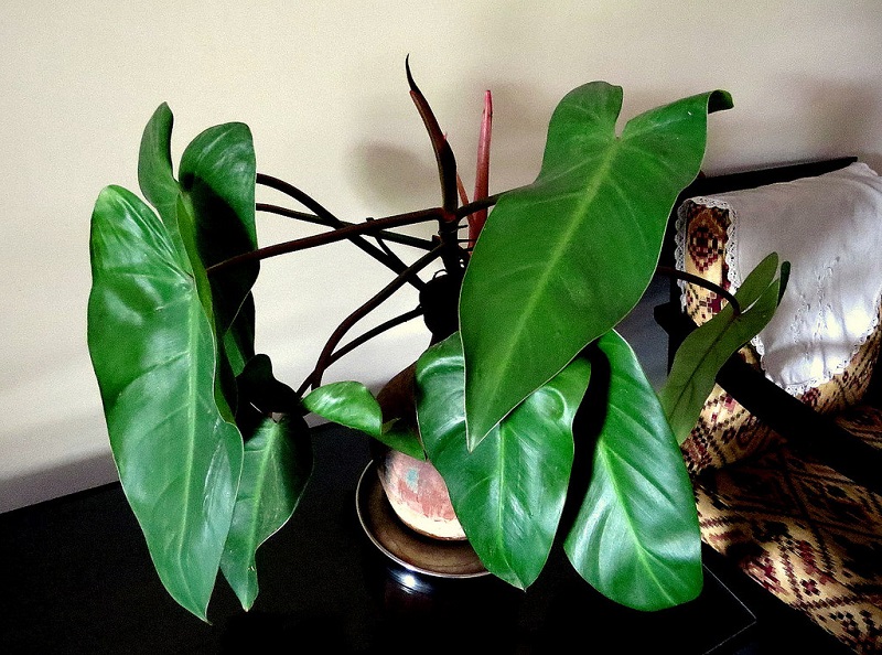 Philodendron plant