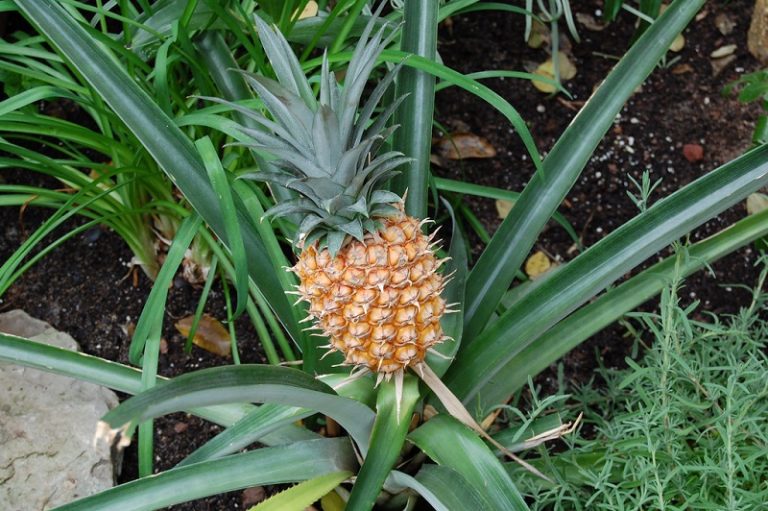 Five Simple Tips To Growing Pineapple Tops Into Beautiful Plants 9526