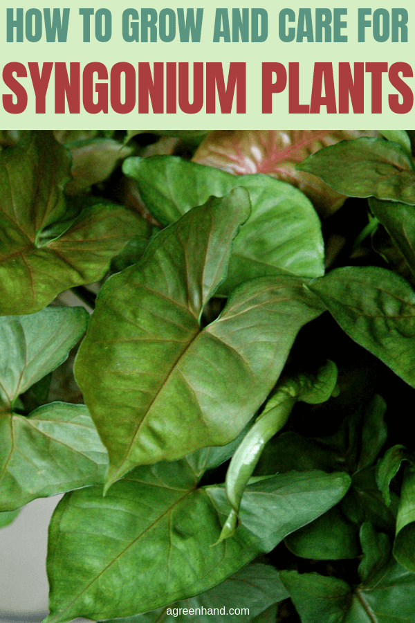 Syngoniums are attractive foliage houseplants originating from tropical rainforests. The shape of their leaves changes as the Syngonium plant matures. Caring for and maintaining a syngonium houseplant is relatively easy. Humidity and temperature are key, then cultivation and propagation is fairly straightforward. #syngoniumplantscare #syngoniumcare #syngoniumgrow #agreenhand