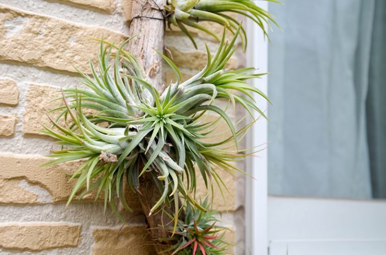 Air Plant - How to Grow Grey Tillandsia