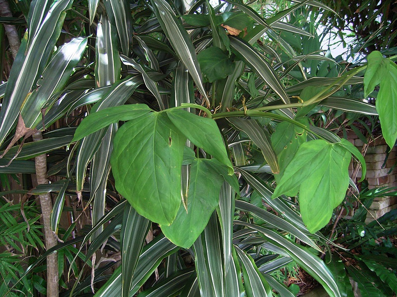 Syngonium Trileaf Wonder