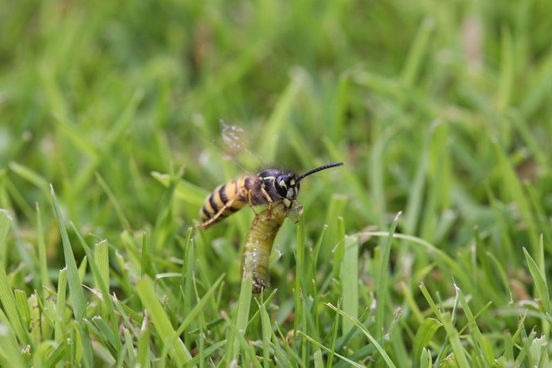 Wasp pulling grub