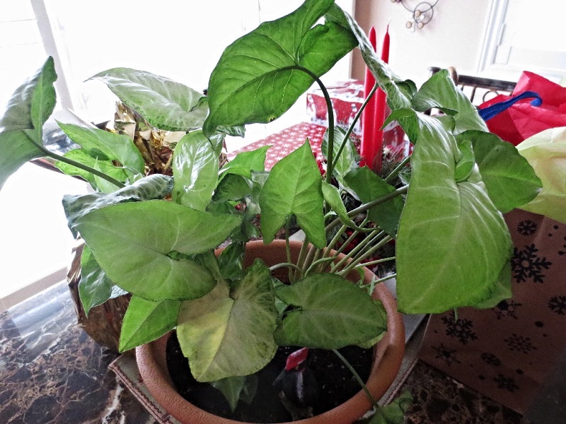 White Butterfly Syngonium 