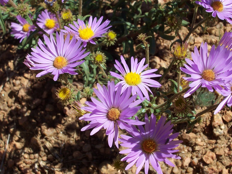 wild asters