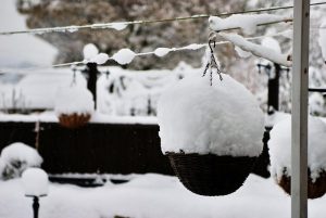 Winter Hanging Baskets