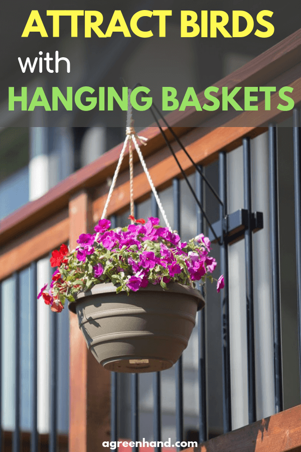 Attract Birds with Hanging Baskets