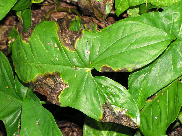 bacterial leaf blight of syngonium