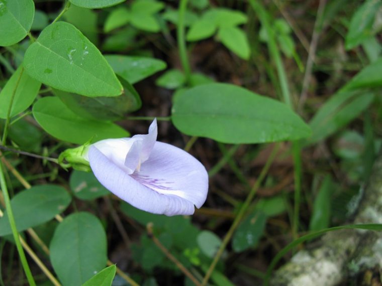 Butterfly Pea How to Grow for The Native Wildlife Garden