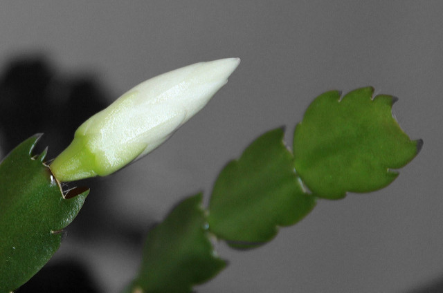 christmas cactus white flower