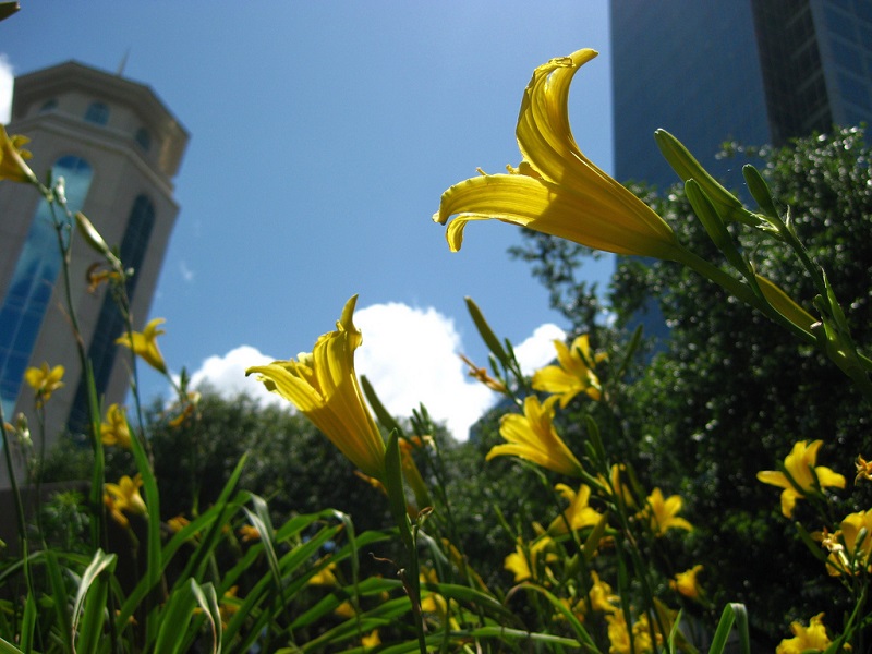 Daylilies