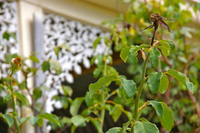 How To Deadhead Roses For Keeping Bushes Blooming All Season Long