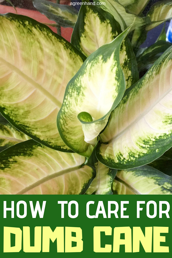 A houseplant with slightly wrinkled green-and-white oval leaves, dumb cane, also known by its Latin name of Dieffenbachia, is a pleasant plant to look at but one to avoid touching. #dumbcanecare #dumbcane #Dieffenbachiacare #agreenhand