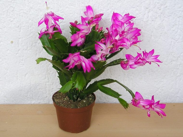 How To Indentify And Care For A Easter Cactus