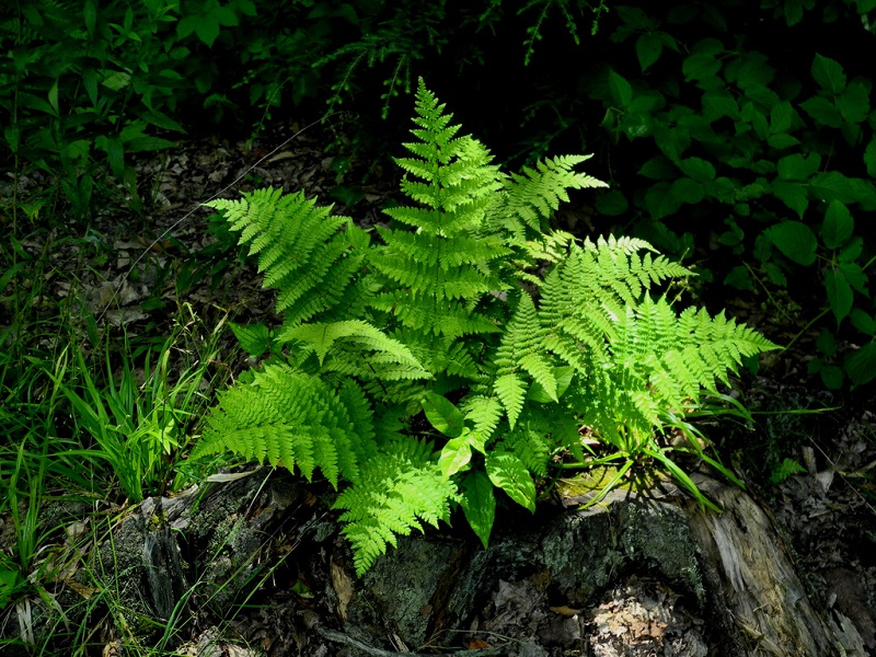 fern plants