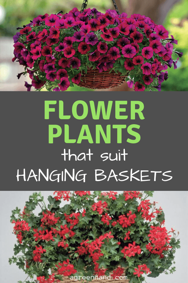 4 flowers that suit hanging baskets