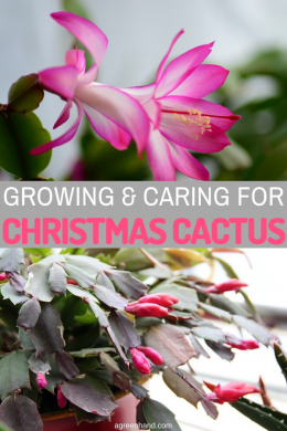 How To Grow And Care For Christmas Cactus - AGreenHand