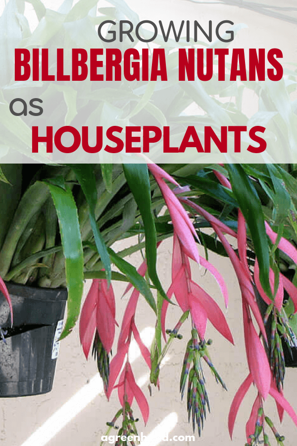How to grow Billbergia nutans as a houseplant