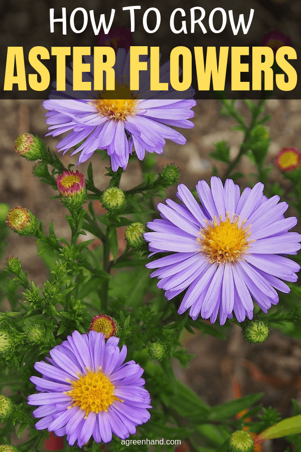 how to grow asters