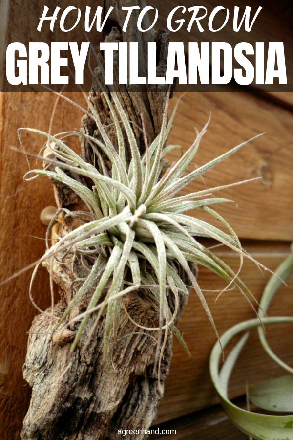 Grey tillandsia is the air plant family of bromeliads that grows mainly in the tropical rainforest. They are unusual and intriguing houseplants. The grey tillandsias are the air plants which require minimal attention. #howtogrowgreytillandsia #growgreytillandsia #greytillandsia #airplant #agreenhand