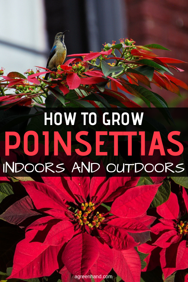 The Christmas poinsettia, Euphorbia pulcherrima, is one of the most popular Christmas houseplants. It is possible to keep the plant through the year. The main factors in caring a poinsettia are light and air, which this plant thrives on. #poinsettia #poinsettiacare #growpoinsettia #agreenhand