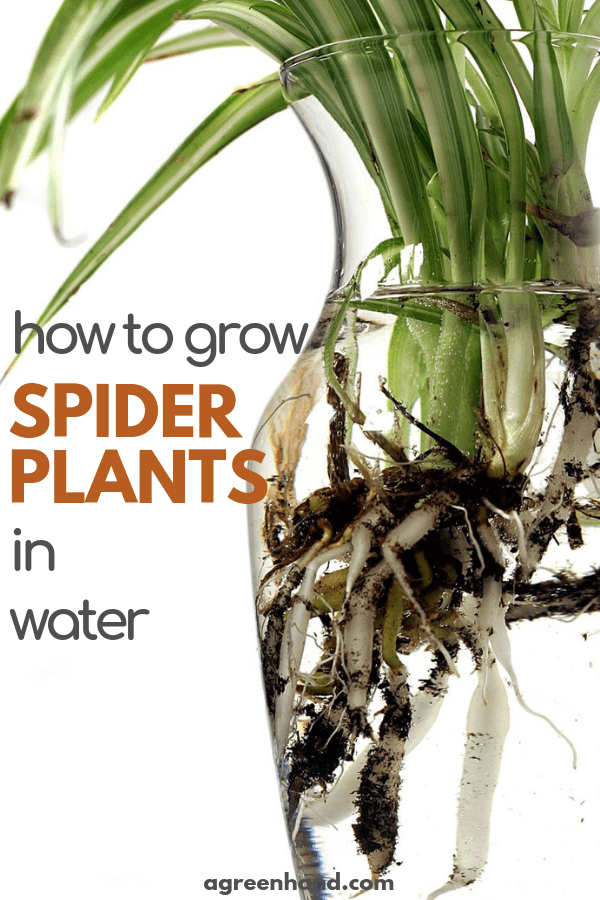 How to grow spider plants in water