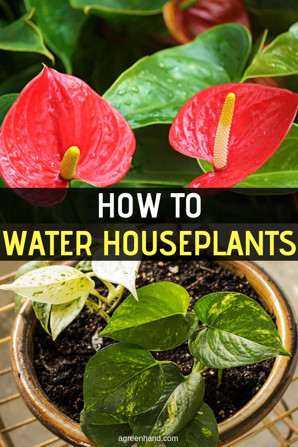 Looking at the plant and feeling the compost around it continue to be the best methods of gauging whether the plant needs watering, and by how much. During the winter, a weekly check is normally all that is required, while at other times of year checks should be carried out more frequently. #wateringhouseplants #howtowaterhouseplants #houseplants #agreenhand
