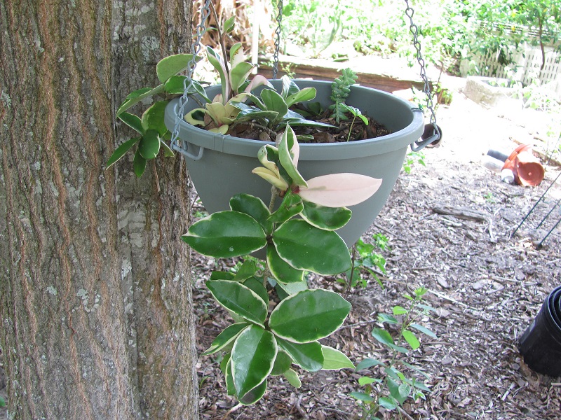 hoya plant