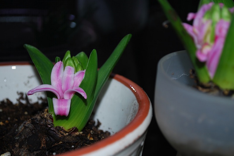 planting hyacinth bulbs in pots