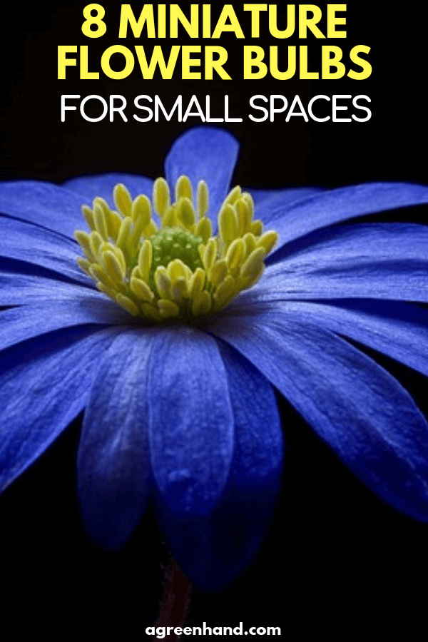 Top 8 Miniature Flower Bulbs For Small Spaces
