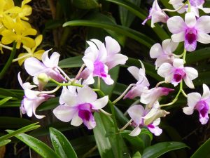 Singapore Orchids