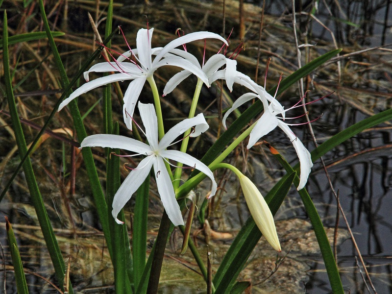 swamp lily