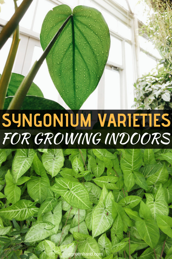 There are many varieties of the Syngonium plant and its most common form, syngonium podophyllum. Researching color, size and growing habits is worthwhile. There are some interesting houseplant options available. #Syngonium #Syngoniumvarieties #houseplants #growSyngonium #agreenhand