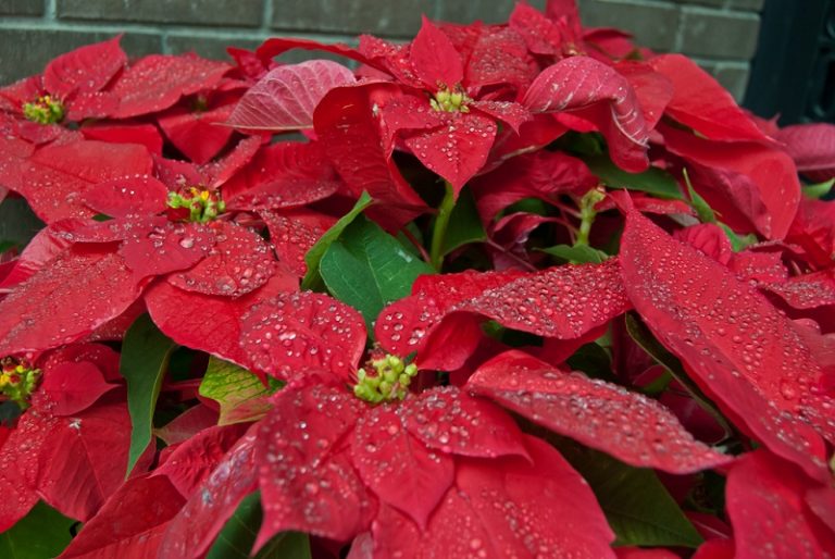 How To Grow Poinsettias Indoors And Outdoors