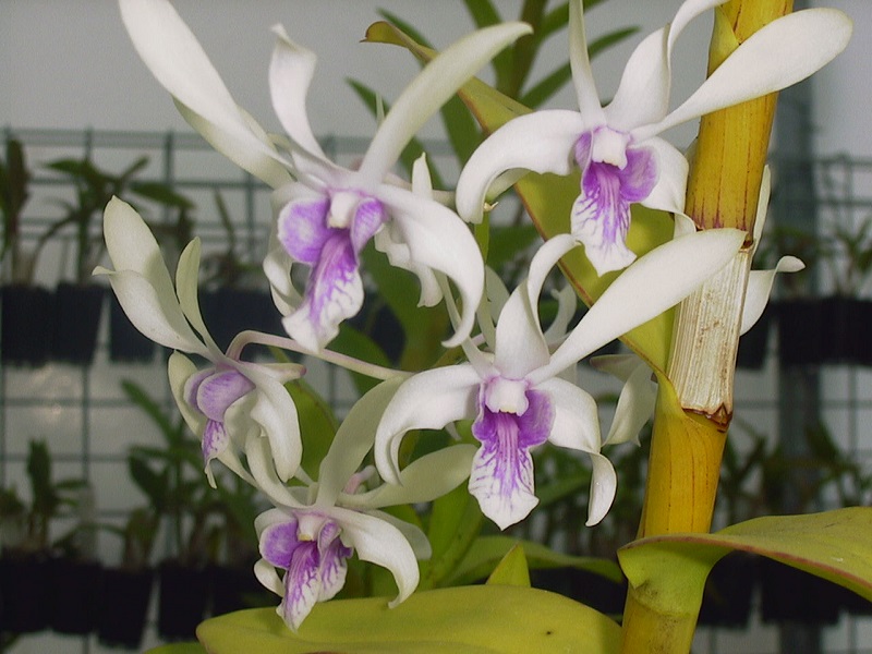 White Dendrobium orchids 