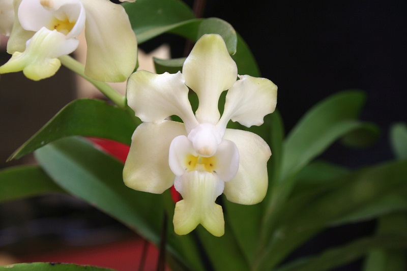 white Vanda orchids