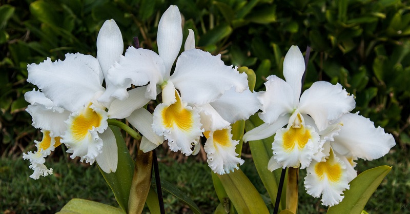 white cattleya orchids