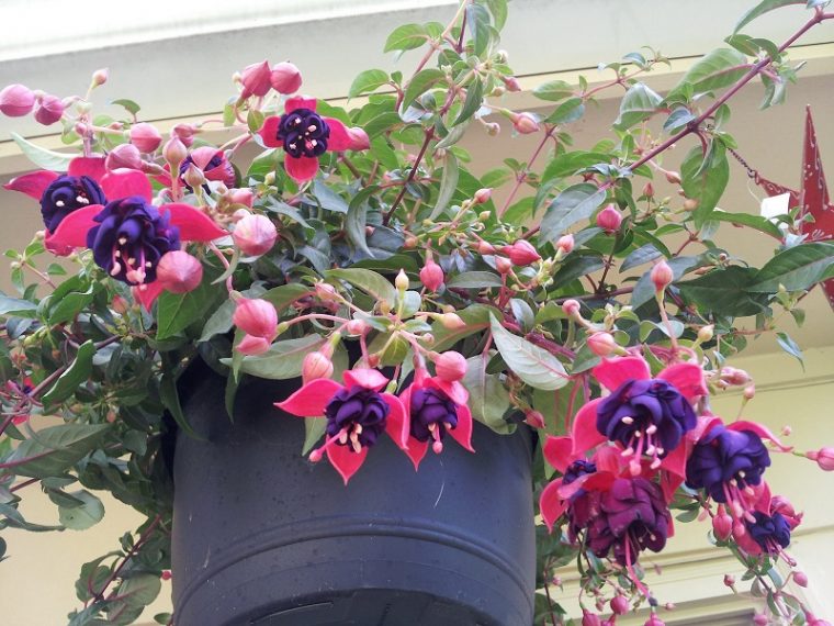 Fuchsia Plants How To Grow And Care For Fuchsias