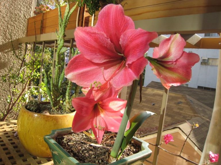 How To Rebloom An Amaryllis Bulb