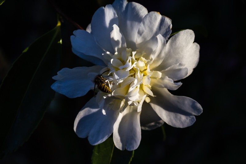 Camellia Snow Flurry