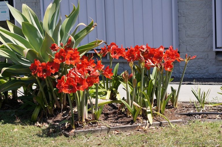 How To Grow Exotic Hippeastrum Bulbs Year After Year