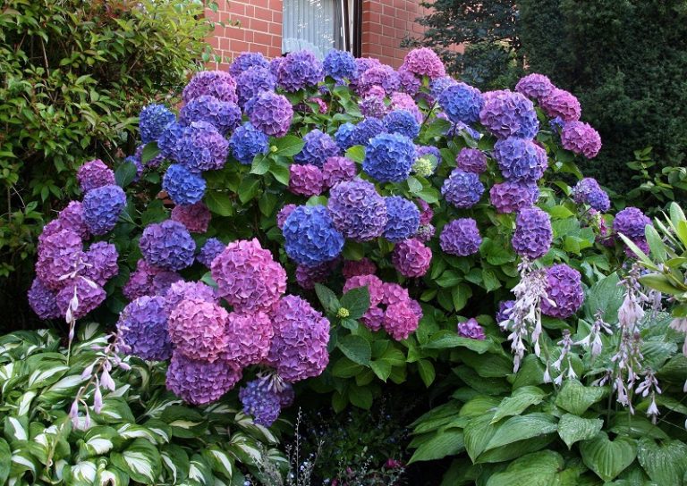 Hydrangea mophead pruning