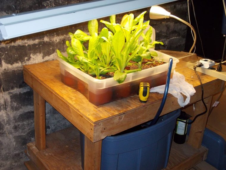 The Ultimate Guides To Growing, Caring and Harvesting Lettuce